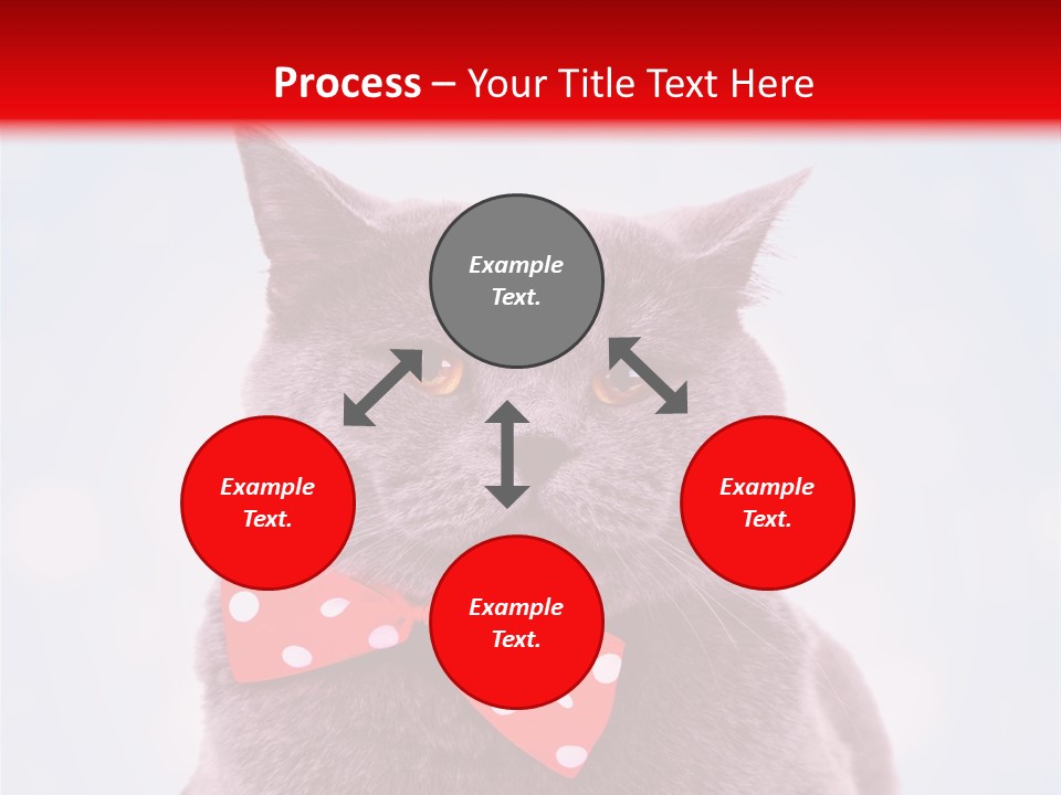 Whisker Kitten Isolated PowerPoint Template