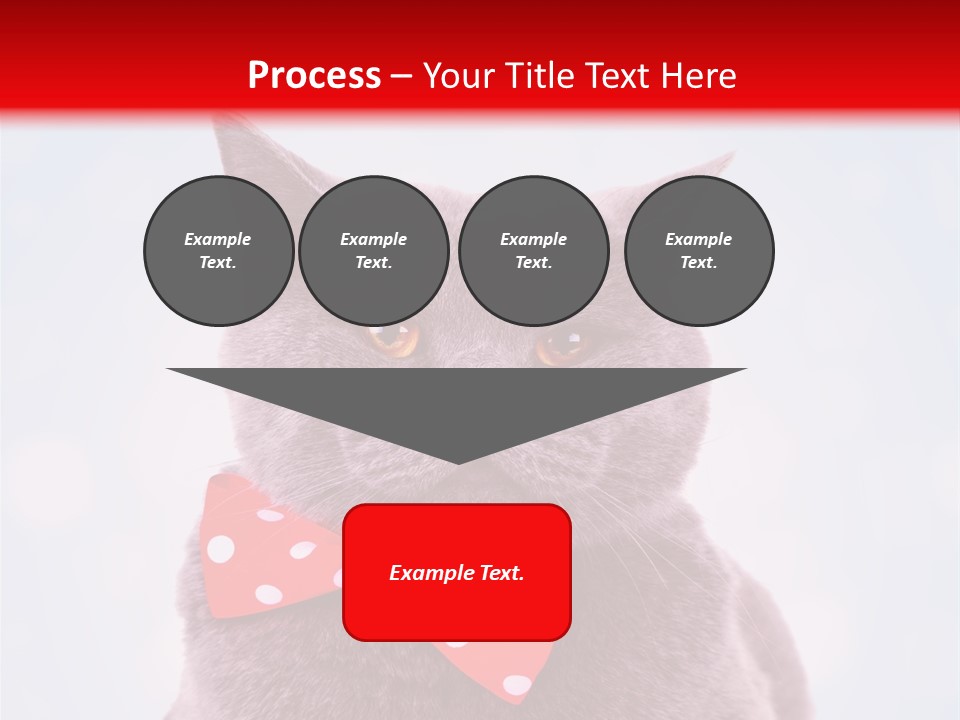 Whisker Kitten Isolated PowerPoint Template