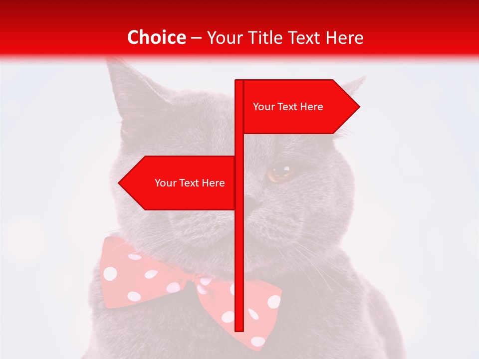 Whisker Kitten Isolated PowerPoint Template