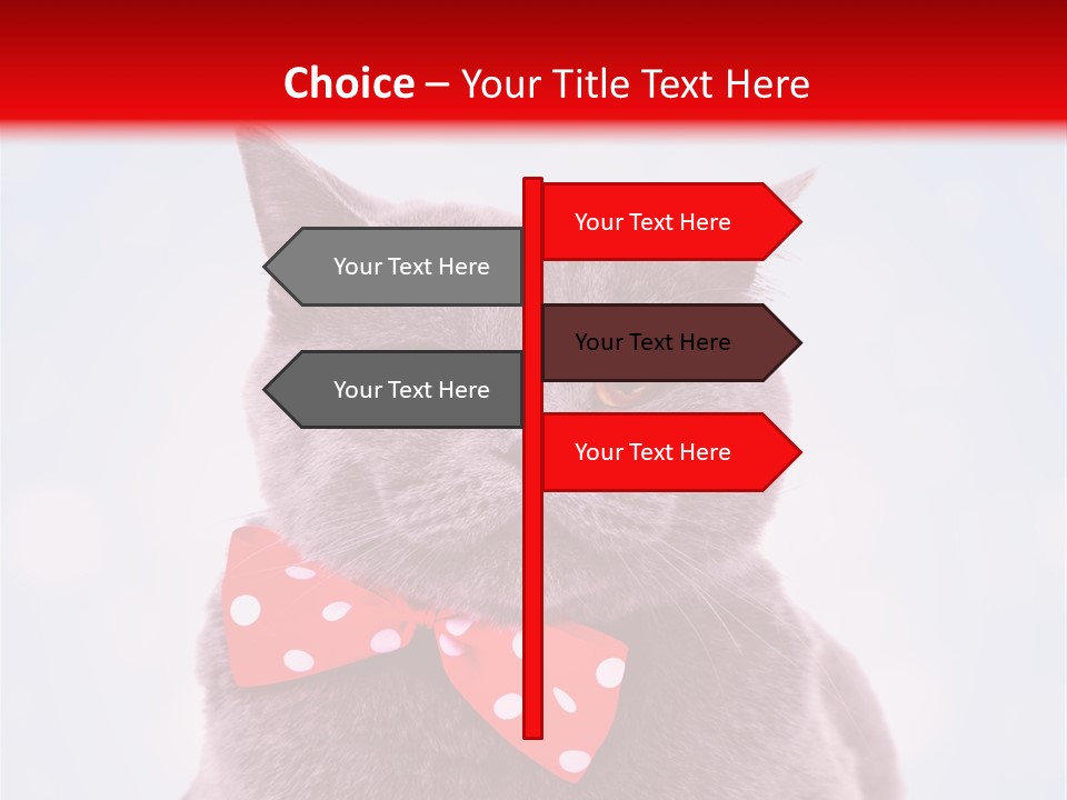 Whisker Kitten Isolated PowerPoint Template