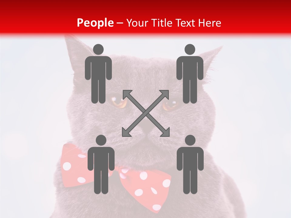 Whisker Kitten Isolated PowerPoint Template