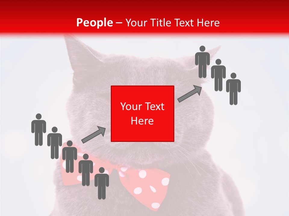 Whisker Kitten Isolated PowerPoint Template