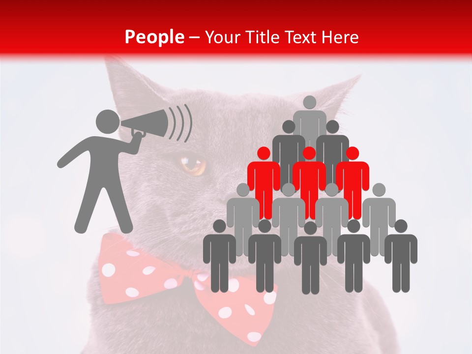 Whisker Kitten Isolated PowerPoint Template