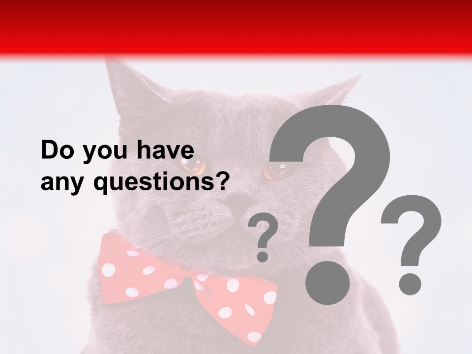 Whisker Kitten Isolated PowerPoint Template