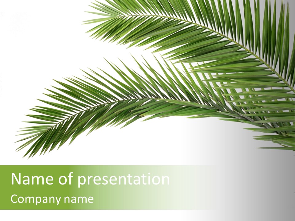Vein Pattern Cycad PowerPoint Template