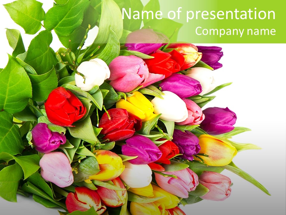 Isolated Foliage Plant PowerPoint Template