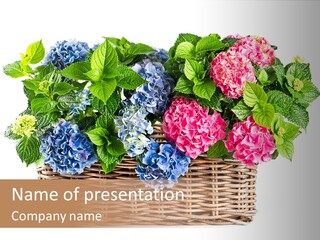 Park Botany Summer PowerPoint Template