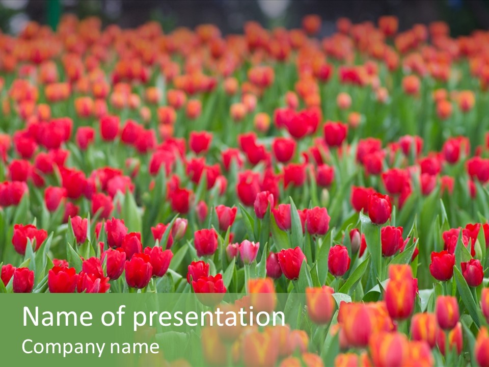 Floral Chiangrai Rural PowerPoint Template