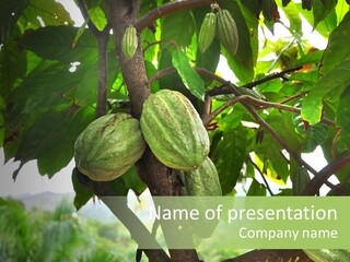 Haiti Forest Flora PowerPoint Template