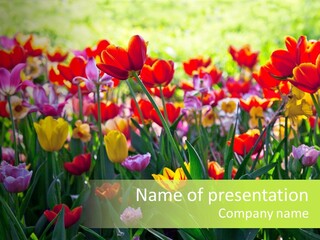 Gardening Bright Petal PowerPoint Template
