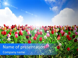 Valentine Season Pretty PowerPoint Template