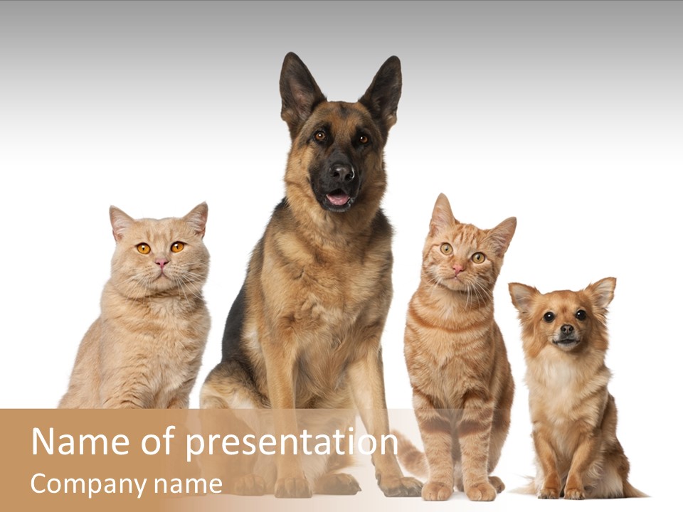 Looking At Camera Tongue Animal PowerPoint Template