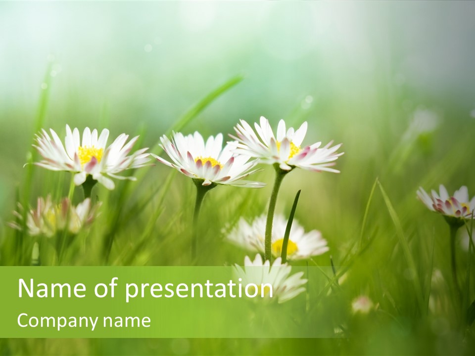 Grow Marguerite Tranquil PowerPoint Template