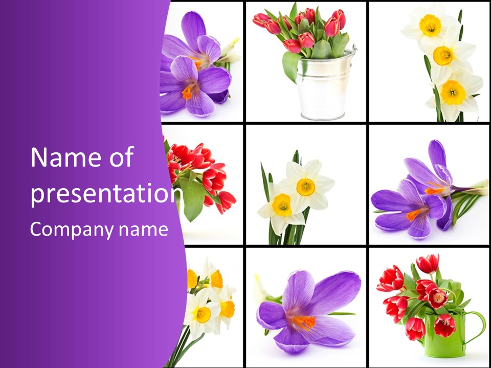 Collection White Purple PowerPoint Template