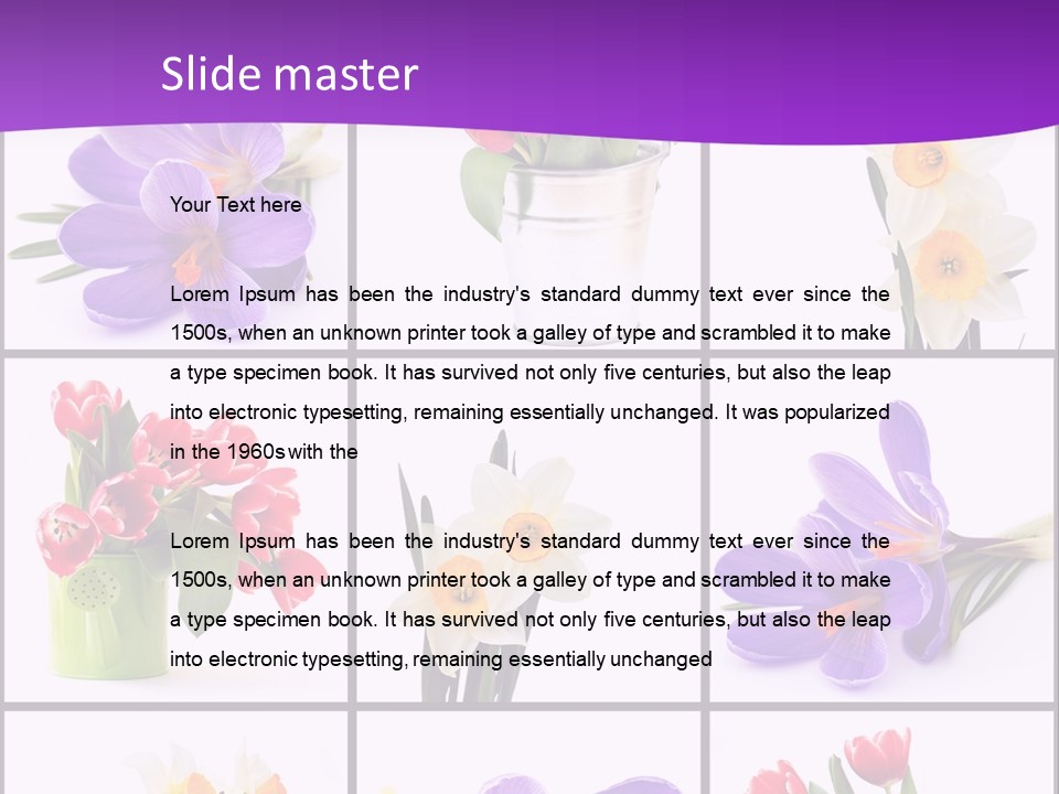 Collection White Purple PowerPoint Template