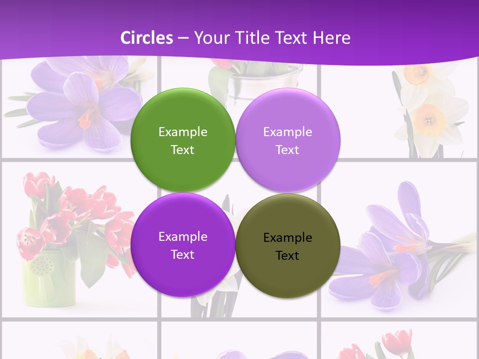 Collection White Purple PowerPoint Template
