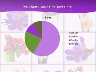 Collection White Purple PowerPoint Template