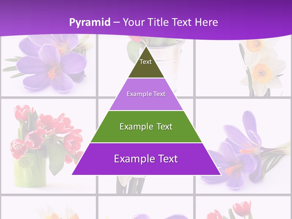 Collection White Purple PowerPoint Template