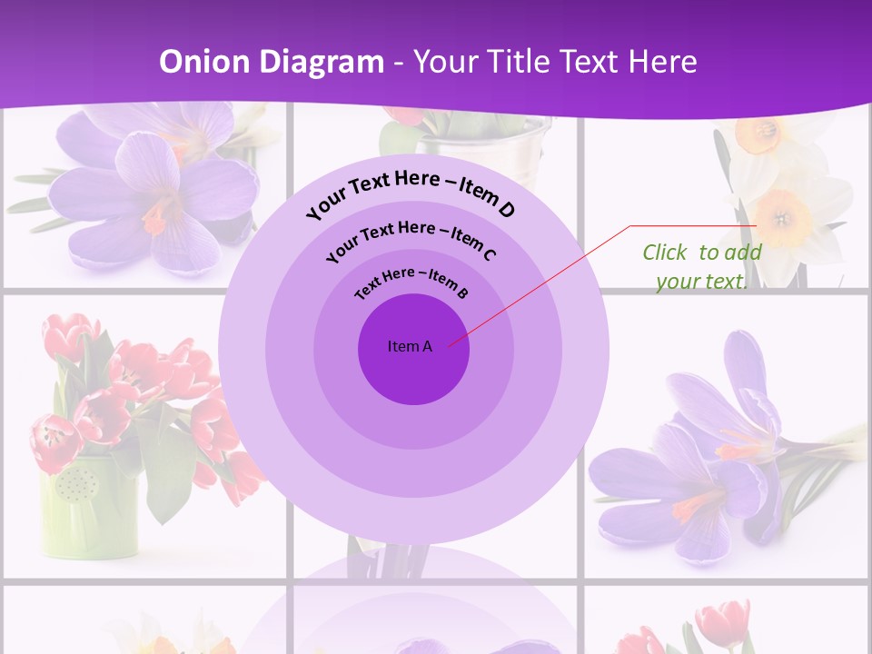 Collection White Purple PowerPoint Template