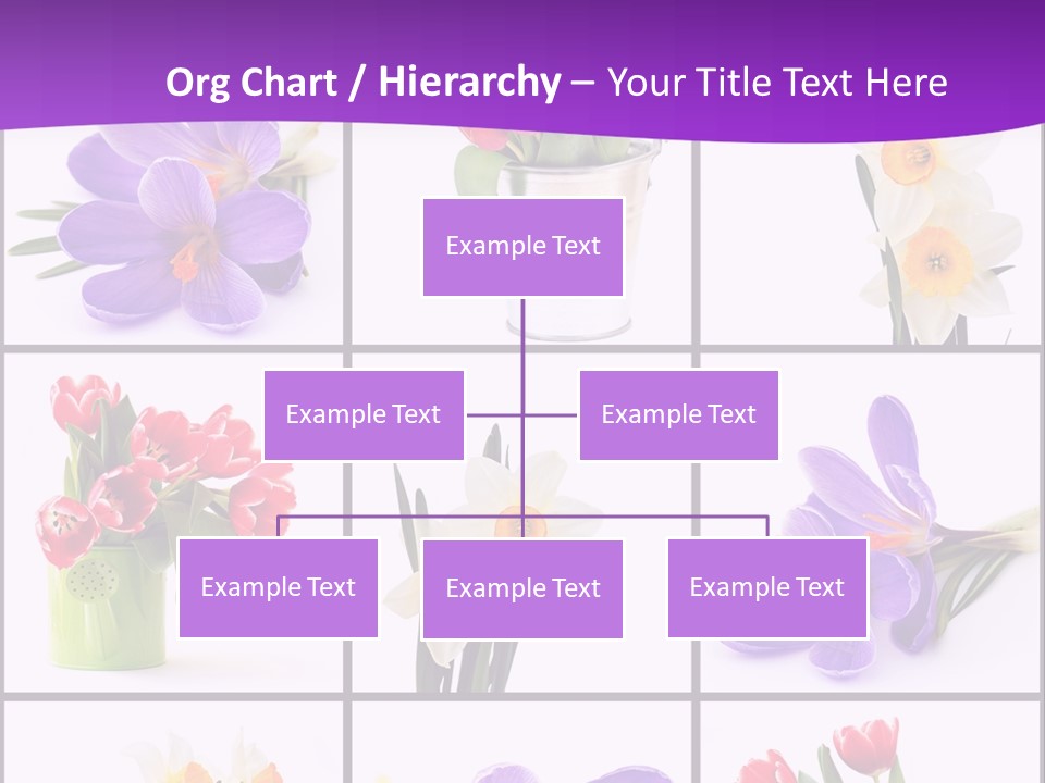 Collection White Purple PowerPoint Template