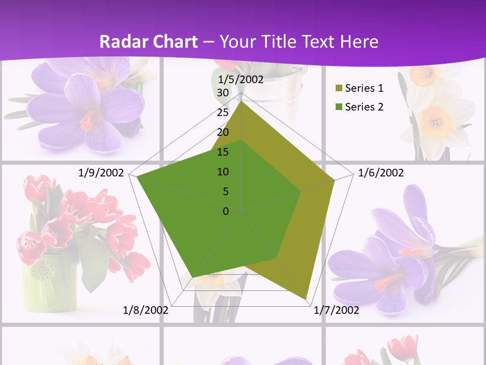 Collection White Purple PowerPoint Template