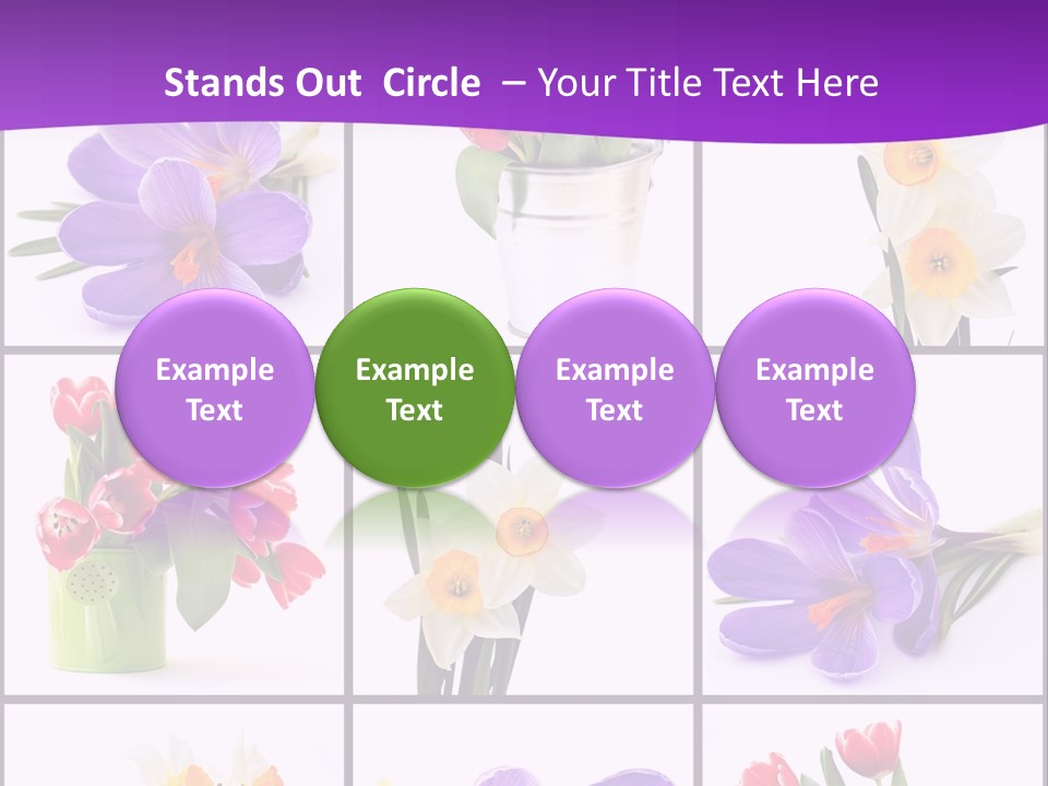 Collection White Purple PowerPoint Template