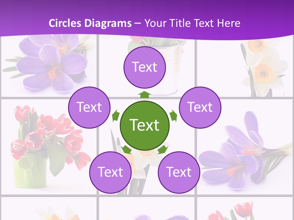 Collection White Purple PowerPoint Template