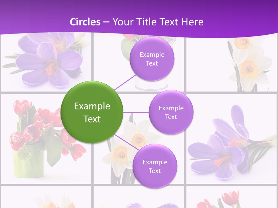 Collection White Purple PowerPoint Template