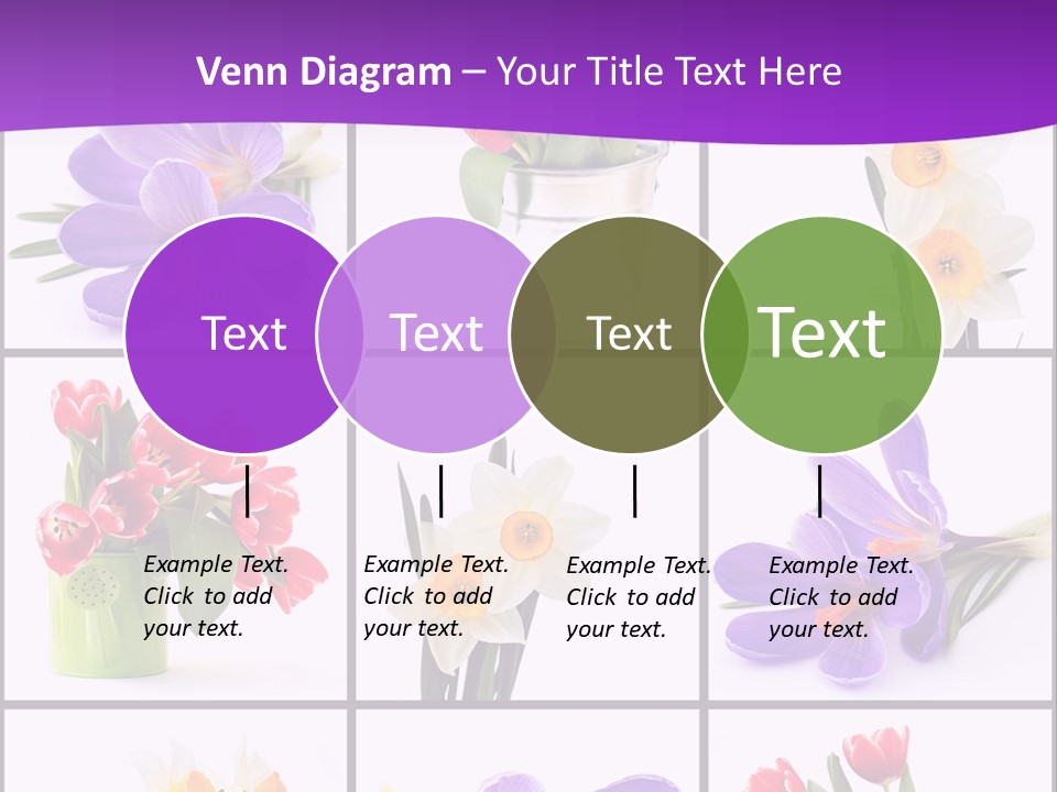 Collection White Purple PowerPoint Template