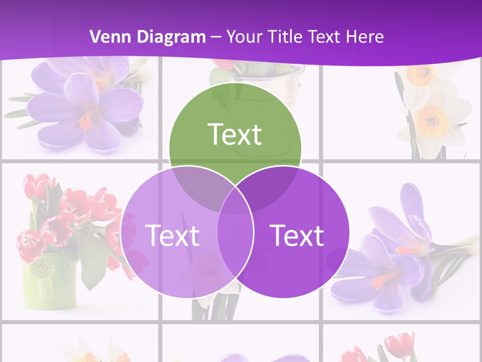 Collection White Purple PowerPoint Template