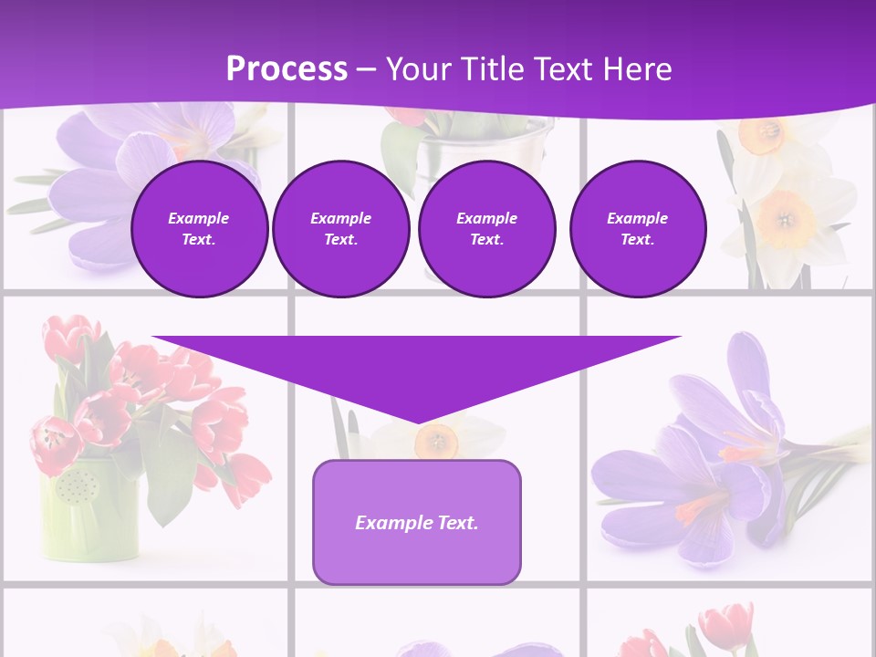 Collection White Purple PowerPoint Template