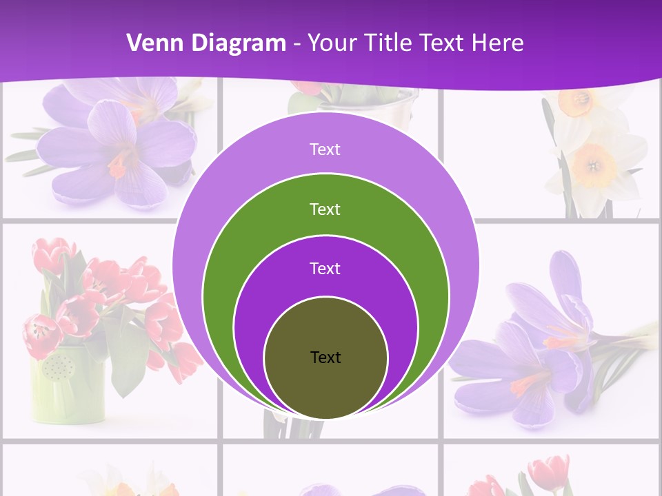 Collection White Purple PowerPoint Template