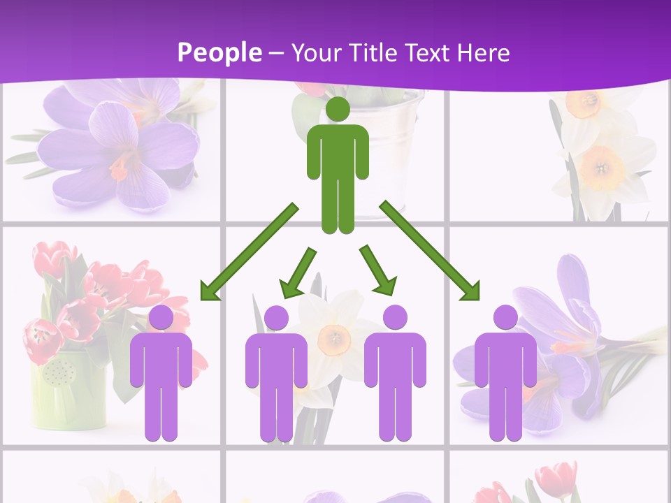 Collection White Purple PowerPoint Template