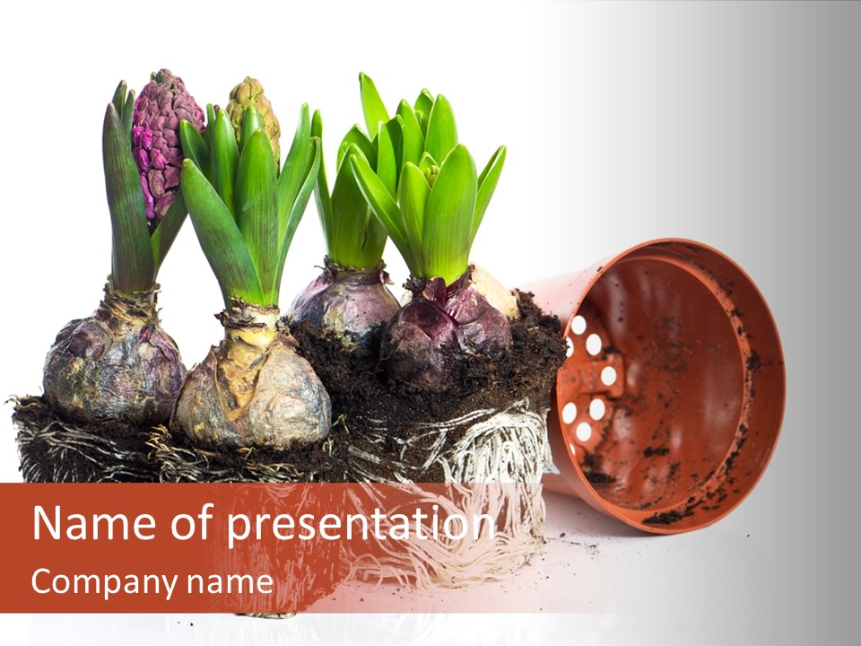 Concept Dirt Young PowerPoint Template