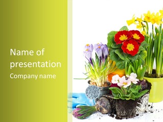 Red Plant Narcissus PowerPoint Template