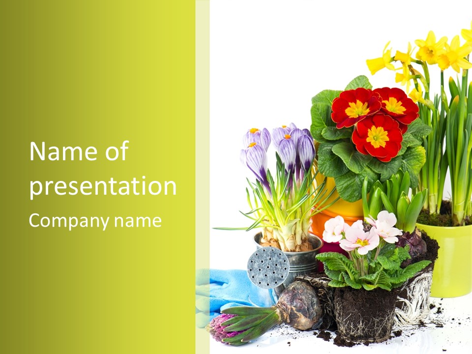 Red Plant Narcissus PowerPoint Template