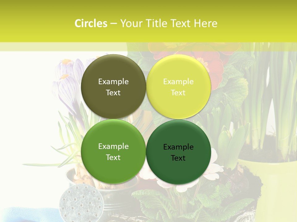 Red Plant Narcissus PowerPoint Template