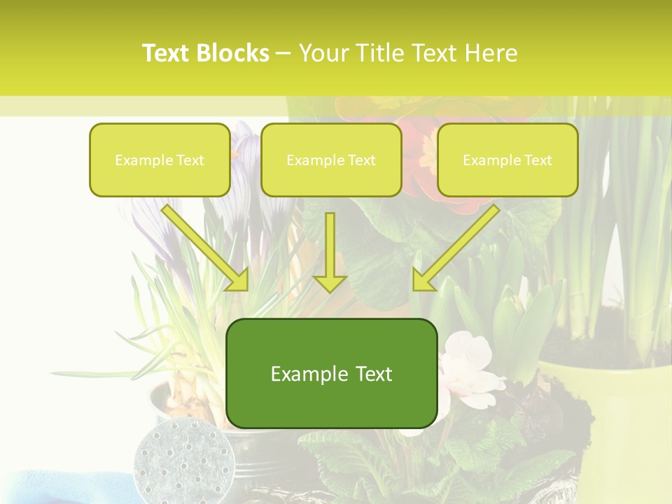 Red Plant Narcissus PowerPoint Template