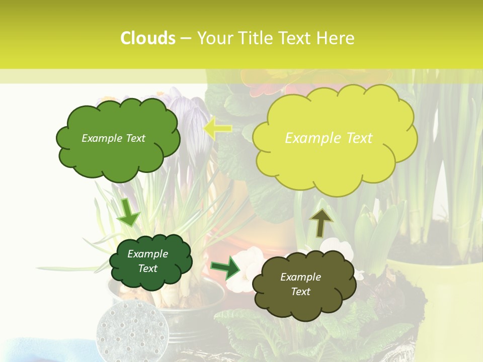 Red Plant Narcissus PowerPoint Template