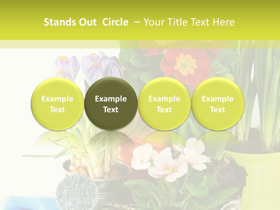 Red Plant Narcissus PowerPoint Template