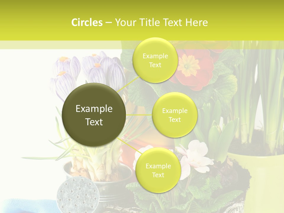 Red Plant Narcissus PowerPoint Template