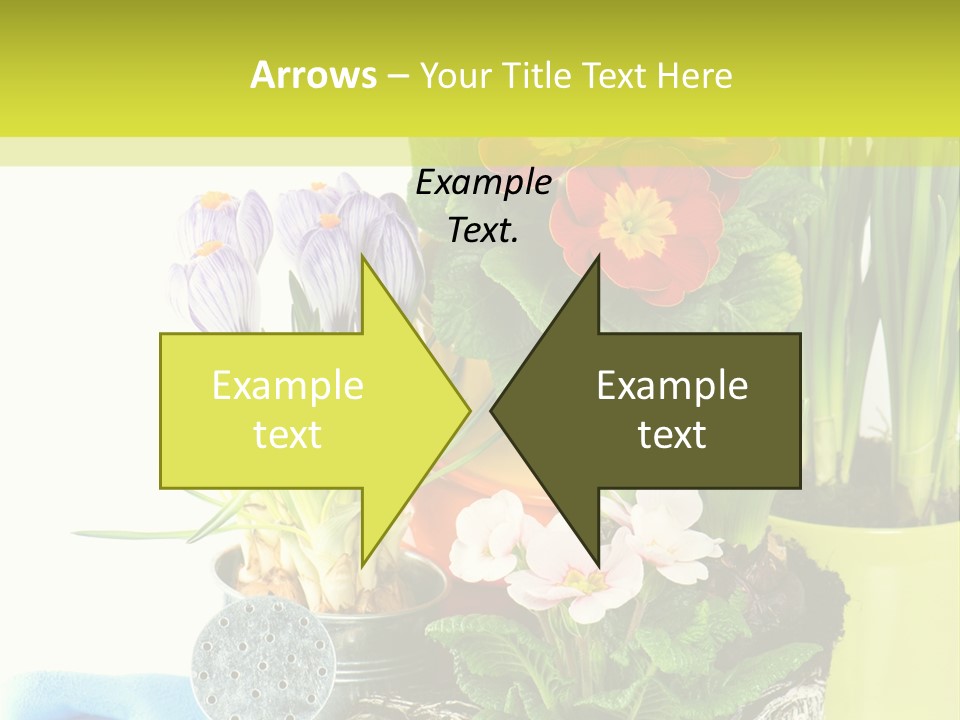 Red Plant Narcissus PowerPoint Template