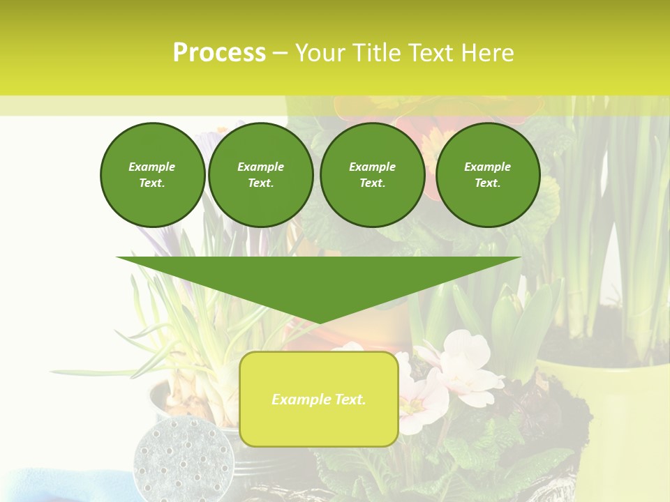 Red Plant Narcissus PowerPoint Template