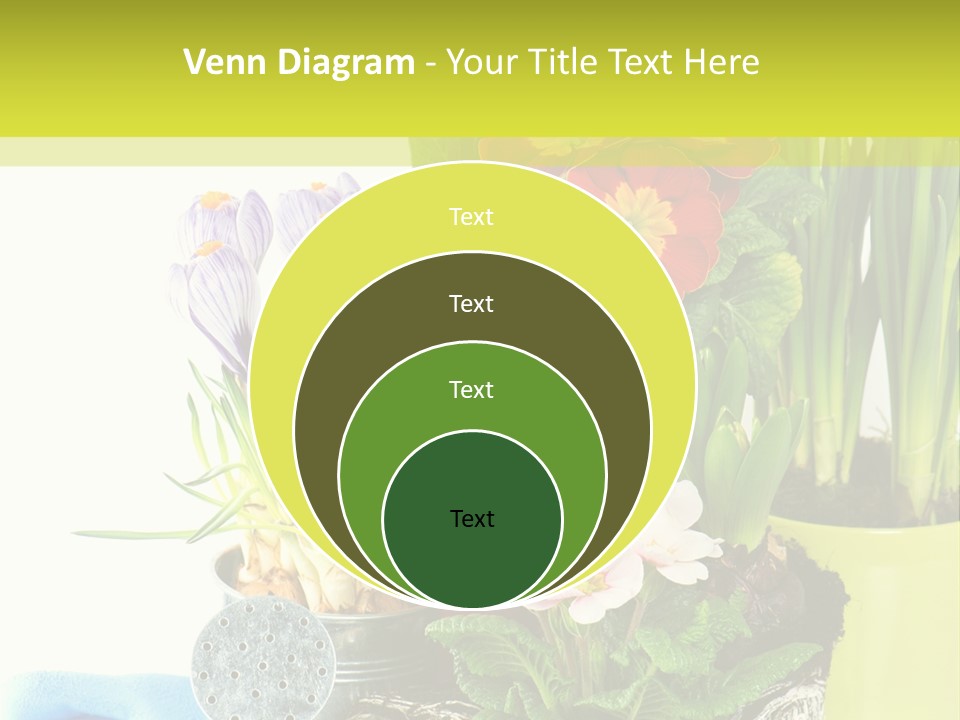 Red Plant Narcissus PowerPoint Template