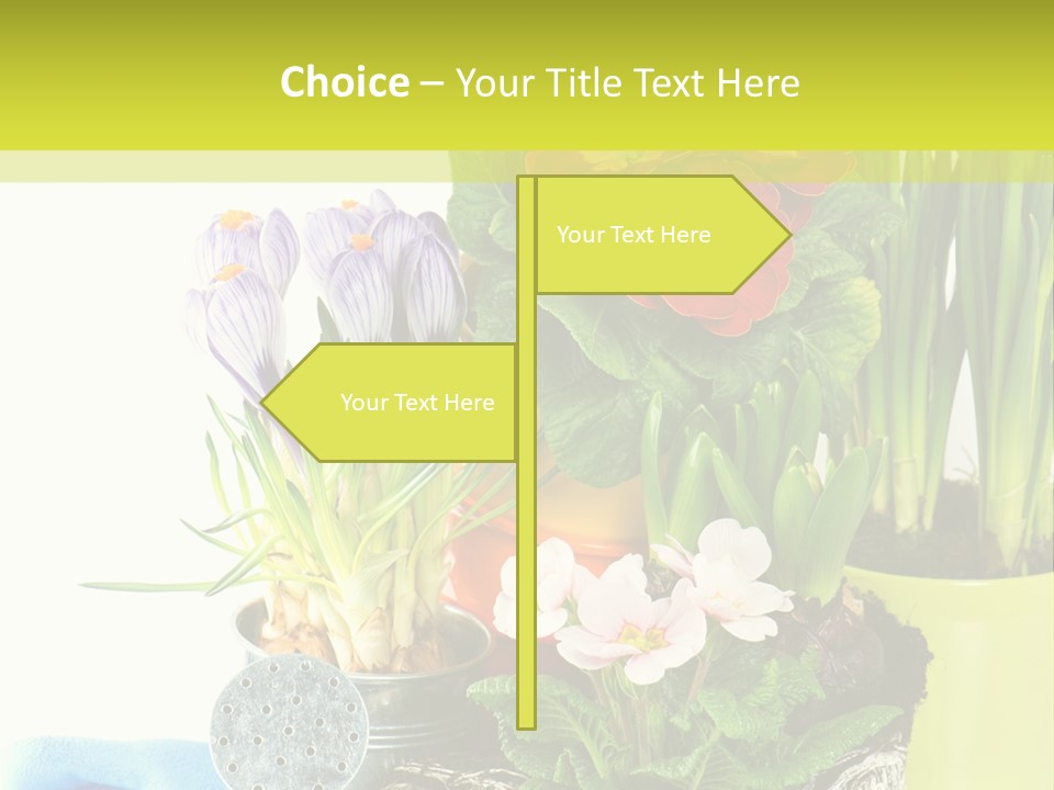 Red Plant Narcissus PowerPoint Template