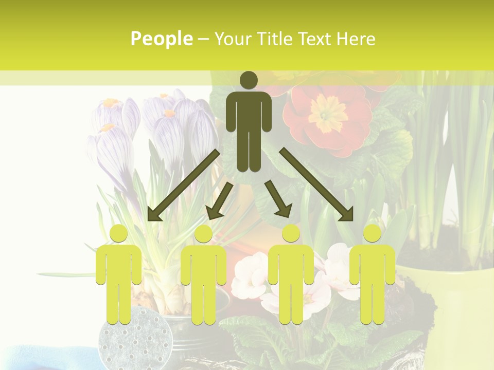 Red Plant Narcissus PowerPoint Template