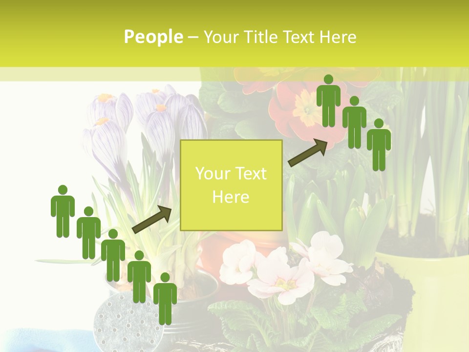 Red Plant Narcissus PowerPoint Template