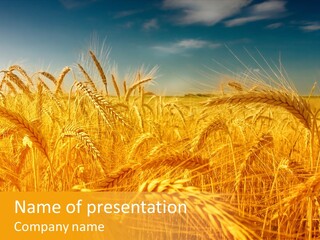 Group Farm Nobody PowerPoint Template