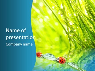 Humor Natural Background Meadow PowerPoint Template