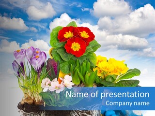 Bloom Red Primula PowerPoint Template